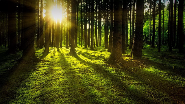 Header: Spessartbrett Header: Spessartbrett